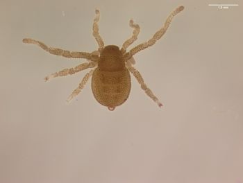 Media type: image; Invertebrate Zoology 151338